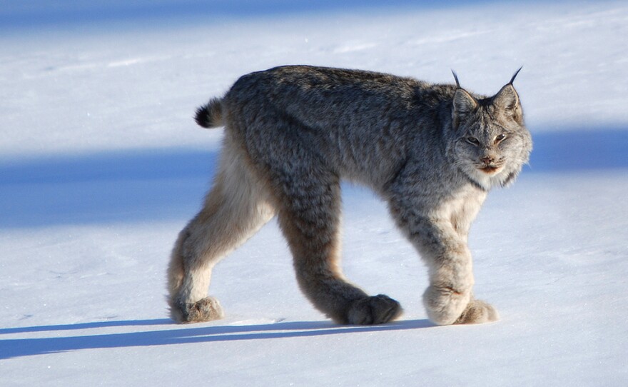 The newly sequenced Canada lynx genome has already offered hints of how the North American wildcat might adapt — or not — to climate change, researchers say.