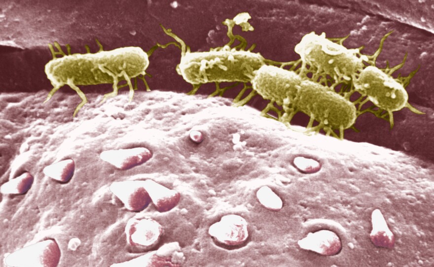 Scanning electron micrograph of <em data-stringify-type="italic">Salmonella typhi</em>, the parasite that causes typhoid fever (in yellow-green, attached to another bacterial cell.