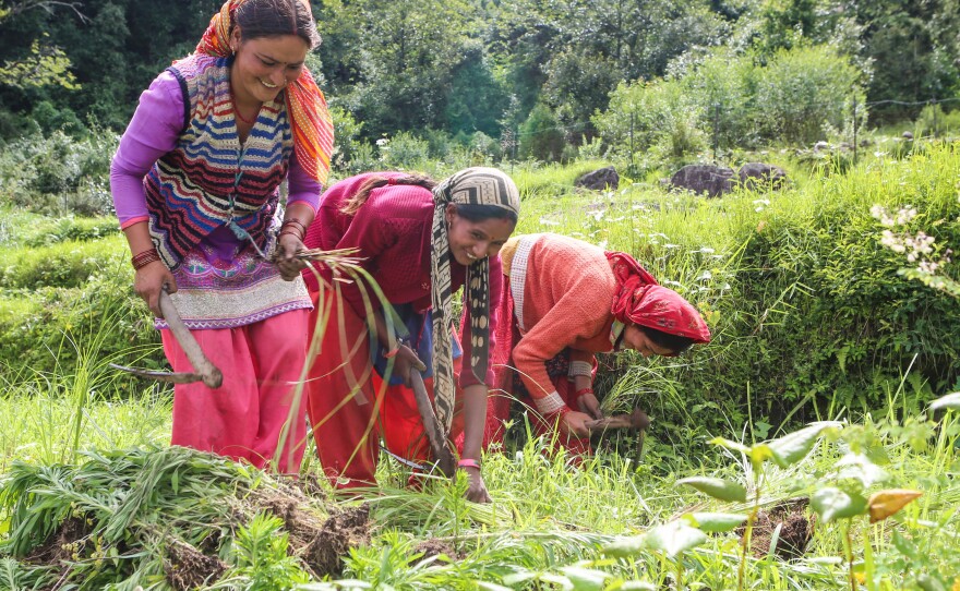 Women, who make up most of the field hands in the village of Huddu, plant grasses used for animal fodder. They report that the snowfall has decreased, a decline that villagers began noticing in the 1980s.