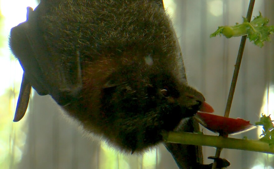 A Rodrigues Island Fruit Bat eating a fruit skewer. Oct 22, 2025