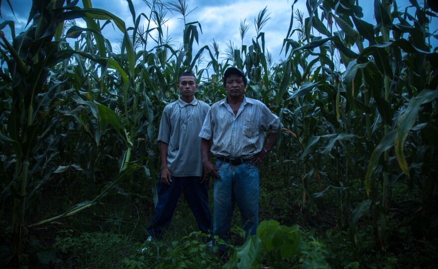 Tavo, right, and his son Moises in the maize plot by their house. Ayuso heard Tavo tell his son to flee the country, explaining: "Honduras stopped caring about its people and started eating its young." With storms brewing above,<strong> </strong>Tavo then clasped his hands and said, "I beg you God, have mercy on my boy."