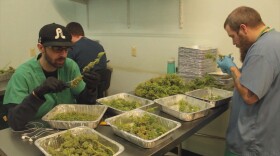 This undated photo shows workers with harvested marijuana in a legal growing operation.