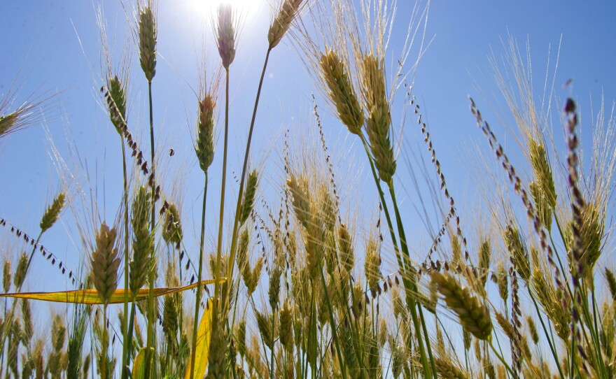 About 40 years ago wheat breeders introduced new varieties of wheat that helped farmers increase their grain yields. But scientists those varieties aren't linked to the rise in celiac disease.