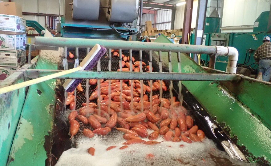 Sweet potatoes at the Silva farm make their way to the cleaning tank in this undated photo.
