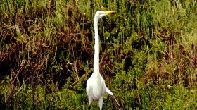 A great egret wades along the east shore of the San Diego Bay National Wildlife Refuge in Imperial Beach, June, 17, 1999. 