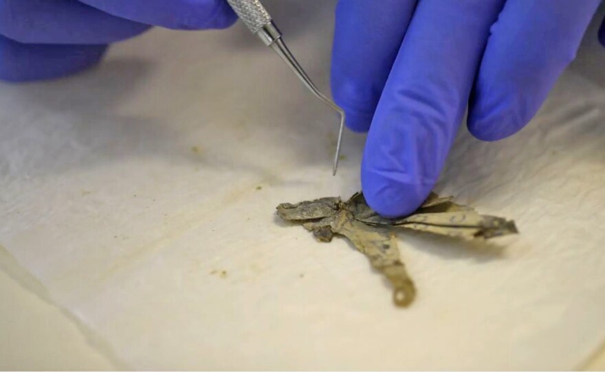 Opening a scroll section in the Israel Antiquities Authority's conservation laboratory.