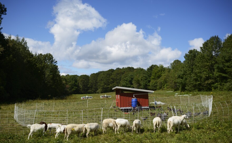 Marya Gelvosa and Josh Gerritsen run a small farm on Maine's rocky mid-coast, providing their local community with beef, lamb and heritage poultry. They're decades younger than the average American farmer, but they love the lifestyle. "It's very fulfilling work," Gelvosa says.