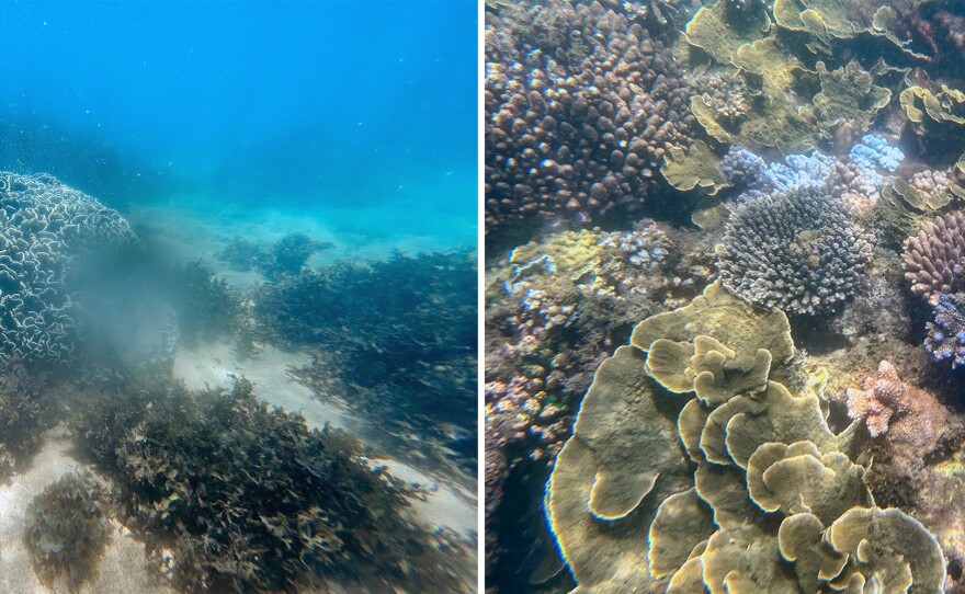 Scientists estimate that a quarter of all marine species depend on coral reefs. Biologists say that's a best guess and it's very likely there are species yet to be discovered.