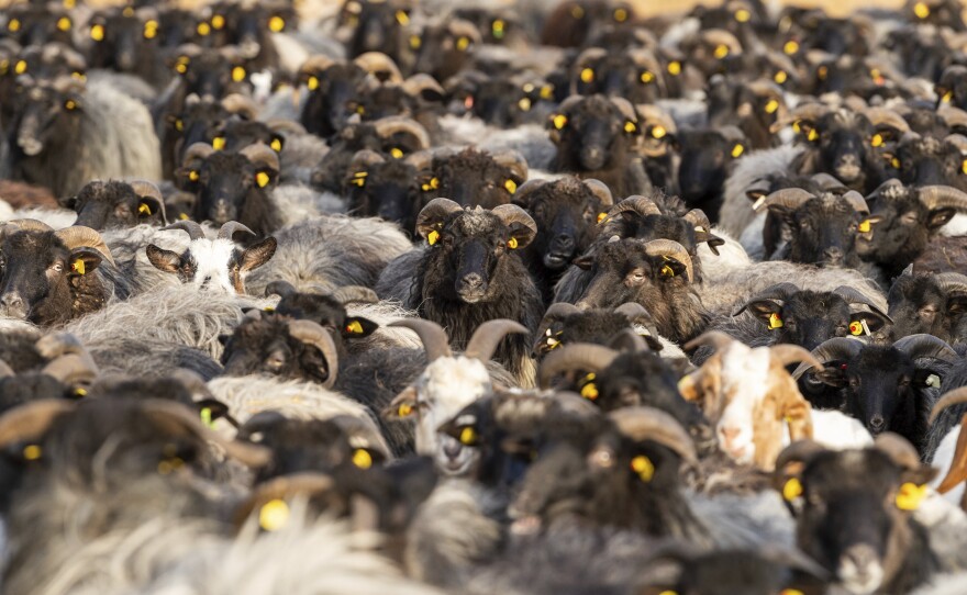 Sheep and goats stand together in Schneverdingen, Germany, before they form an approximately 330-foot syringe to promote vaccinations against COVID-19.