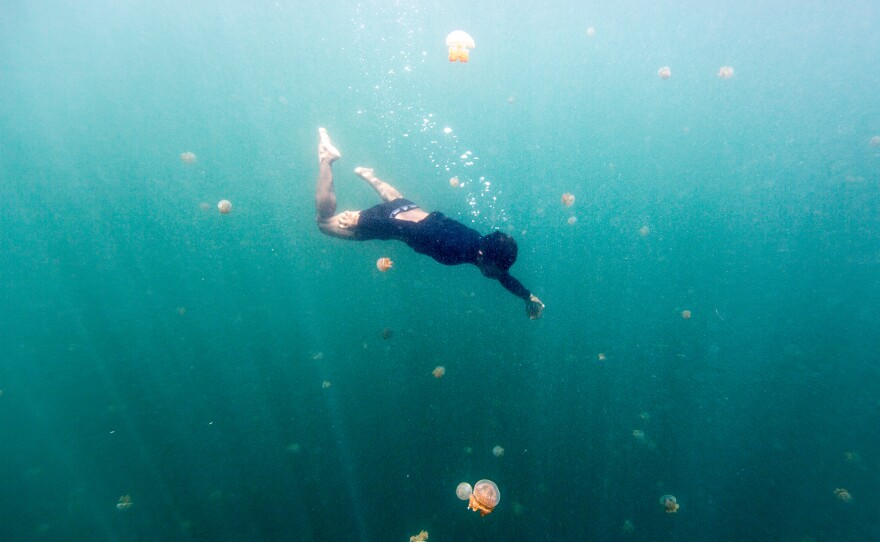 The Bajau are adept free divers. Some of them spend up to five hours a day under water, searching for food and other creatures for trade.