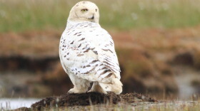 Female snowy owl perched near river.