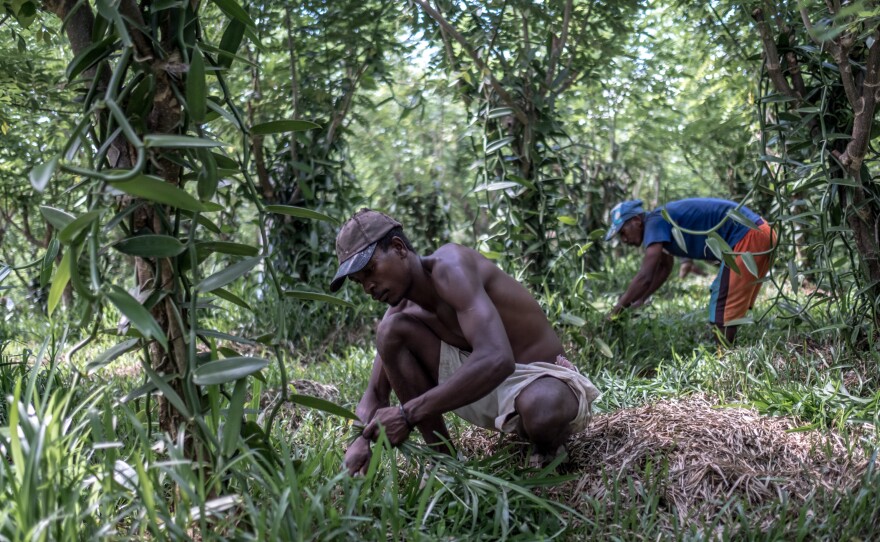 Cutting back vegetation around the base of the vines that produce the vanilla pods at a plantation near Antalaha, Madagascar.