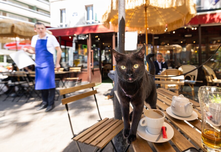 French cat Princess Alice is shown at her "favorite" sidewalk cafe in Paris. Princess Alice and her adopter, Tyler, are featured in "Cats of the World."