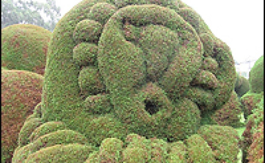 Fanciful mask cut out of juniper bush in topiary garden, Zarcero, Costa Rica.