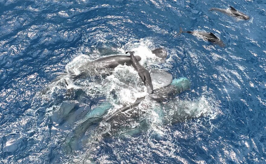 A group of sperm whales, including non-relatives, work to keep a newborn calf afloat in the hours after its birth.