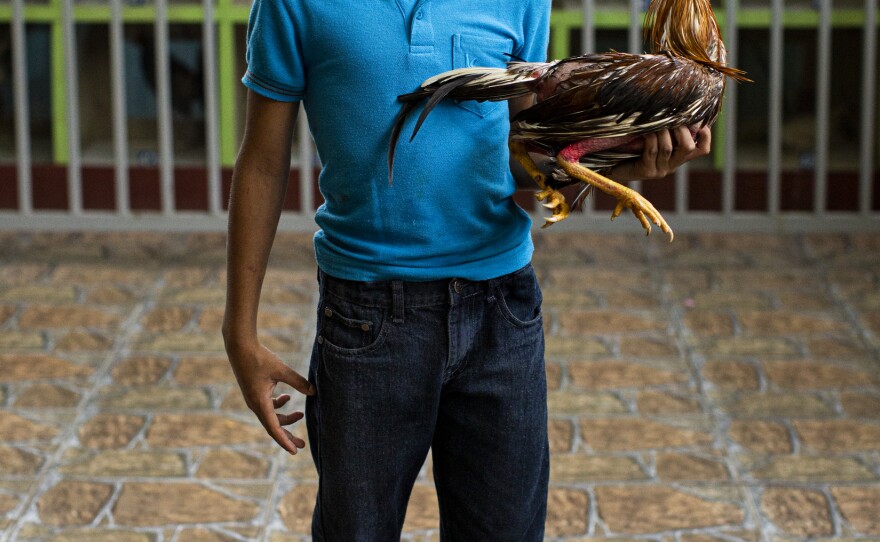 At the Gallera Borinquén, José Yadiel Torres, 10, likes to ask the owners of defeated roosters whether he can take them home to heal them, and get them ready to fight again.