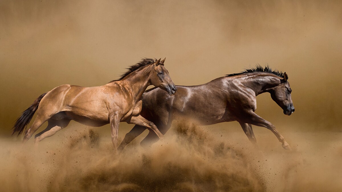 NATURE: American Horses | KPBS Public Media