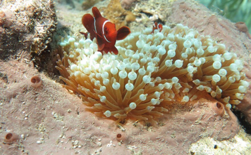 Clown fish on a coral reef.