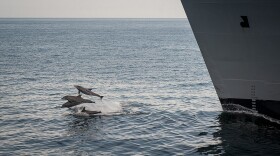 A pod of dolphins swims in front of the USNS Alan Shepard. 