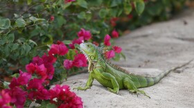 In this Dec. 7, 2016, file photo, a green iguana checks out the flowers on a Bougainvillea plant in Hollywood, Fla.