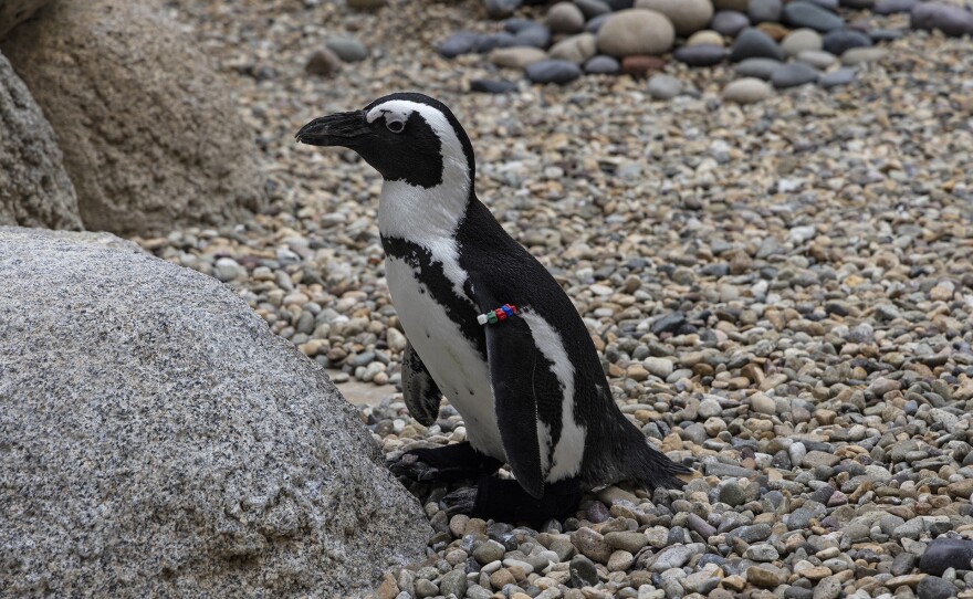 Lucas the penguin in his orthopedic boots at San Diego Zoo, Aug. 26, 2022.