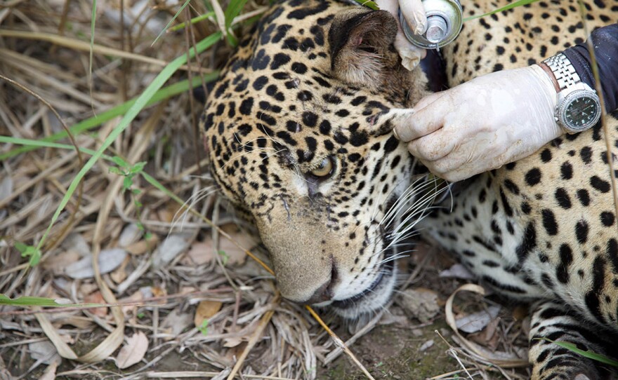 Scientists examine a tranquilized jaguar in Brazil.