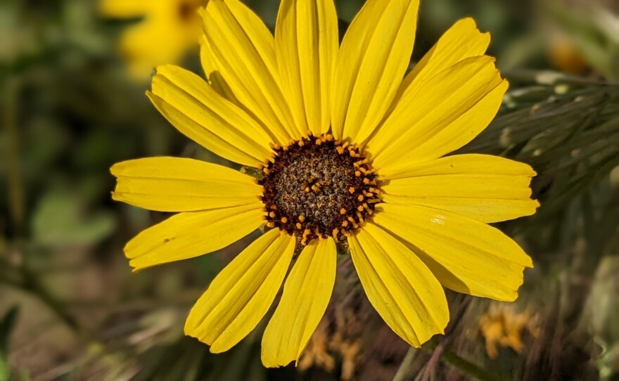 A California sunflower in bloom at Mission Trails Regional Park, April 19, 2023.
