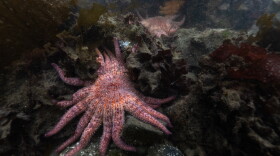 Three-year-old sunflower stars explore the kelp forest for the first time. They come in a rainbow of colors but are all the same species. The stars in this cohort are called the "snack pack," so they all have snack names, from Cheeto and Noodles to Sweet Potato.