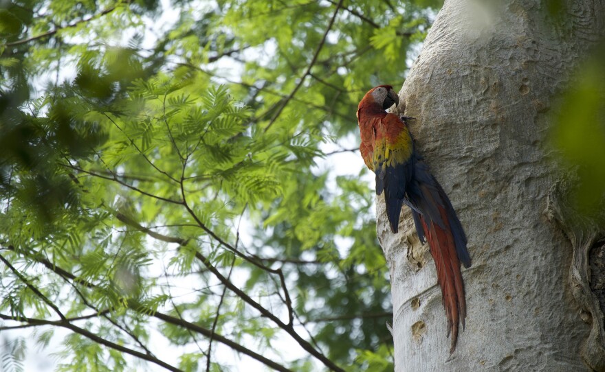 A scarlet macaw near Uaxactun, Guatemala.