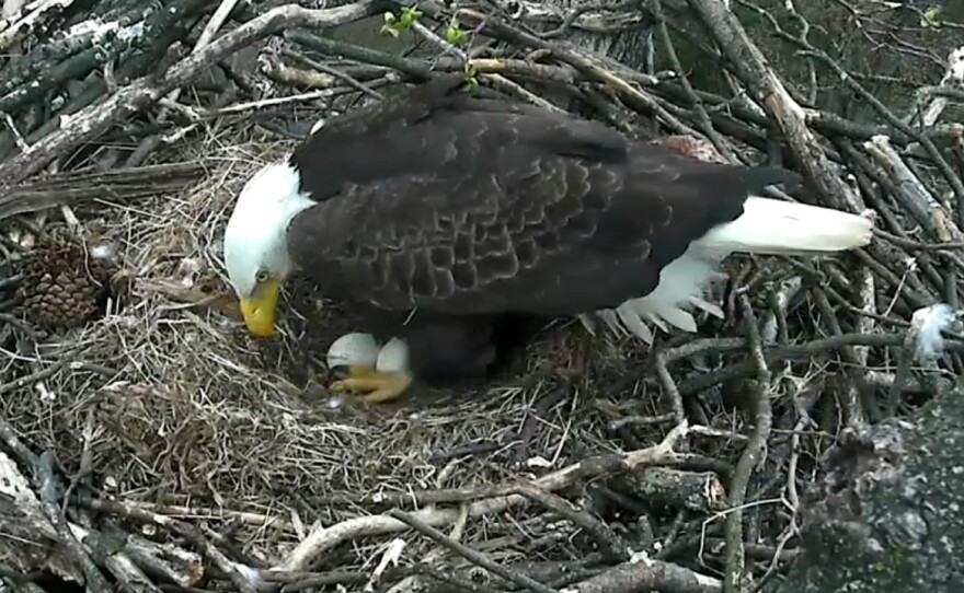 Eagles known as "Mr. President" and "The First Lady" have been incubating two eggs at their nest inside the National Arboretum.