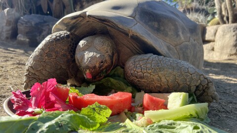 Gramma, the Galápagos tortoise, enjoys a watermelon wedge in her enclosure at the San Diego Zoo in this undated photo. Gramma was estimated to be 141 years old, making her the zoo's oldest resident before she died in November 2025.