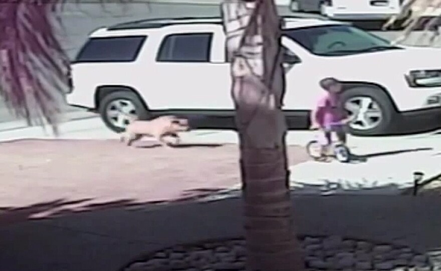 An image taken from a video posted by Roger Triantafilo shows a dog closing in on his son Jeremy earlier this week. The family's cat fought off the dog after it bit the 4-year-old boy.