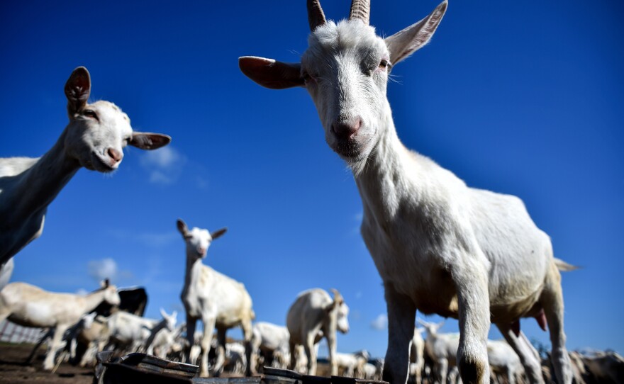A herd of goats in Russia ponders ... well, we can't really know what they're pondering, but it's a safe bet they're interested in finding something to eat.