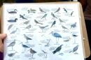 Bird watcher using a laminated guide of some of the species of birds found in the Tijuana Slough and through the Tijuana Estuary