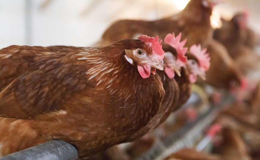 Currently, only about 10 percent of egg-laying chickens in the U.S. live in cage-free houses like the one seen in this photo.