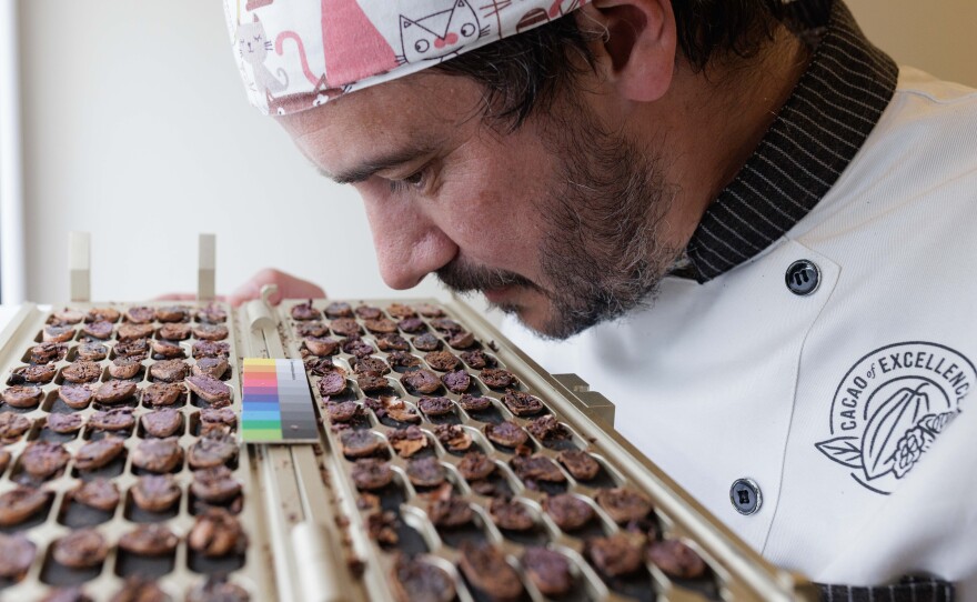 Julien Simonis, Programme Manager for Cacao of Excellence, smells and meticulously inspects halved cocoa beans during a physical quality evaluation at the laboratory in Perugia. This sensory and visual assessment allows for the immediate verification of fermentation levels and the identification of aromatic potential or internal defects in the samples