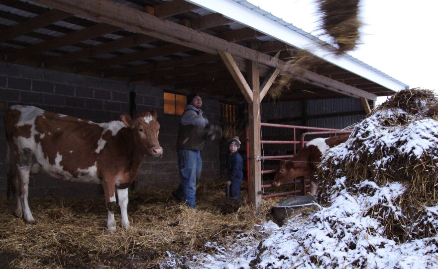 Joe Zanger and his son, Abram, clean out the cow barn. For the past few years, Zanger has been selling raw milk by the gallon to a growing number of customers living in Quincy, Ill., the city down the road from his dairy.