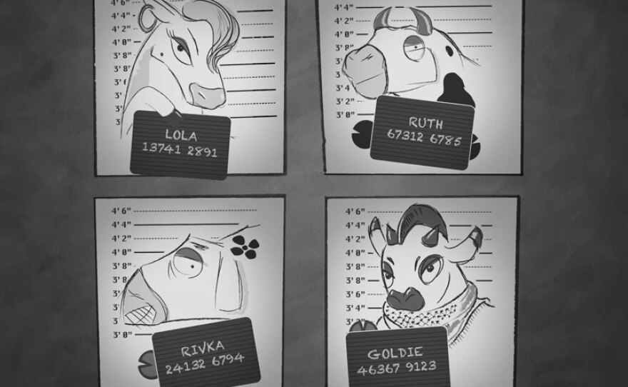 Four of the wanted cows in the hybrid documentary,"The Wanted 18."