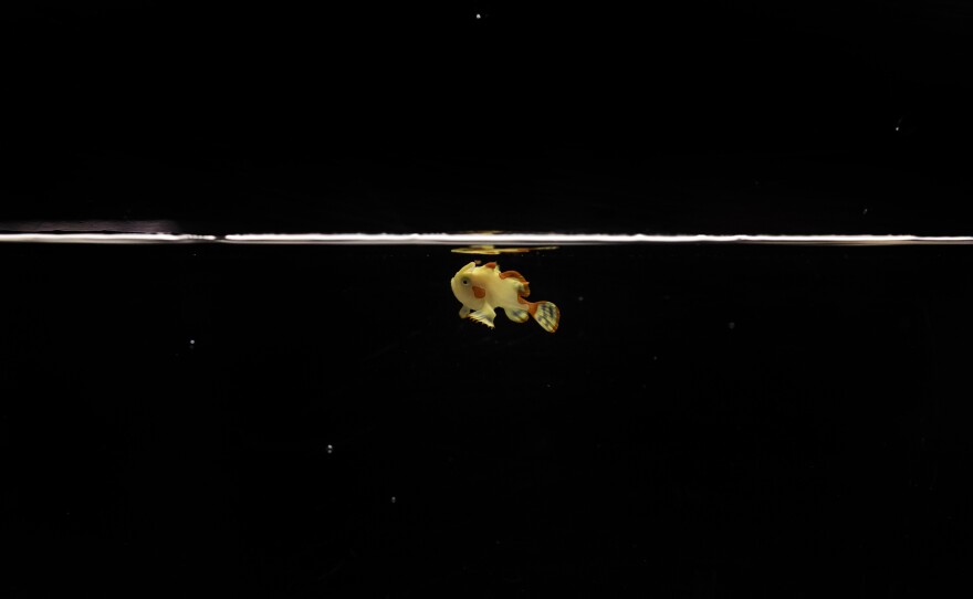 This juvenile warty frogfish was raised in captivity at the Shedd Aquarium.