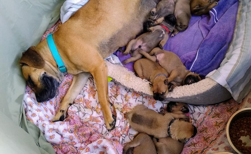 Nine Rhodesian Ridgeback/hound-mix puppies and their mother, who were rescued by humane officers last month, are shown in this undated photo.