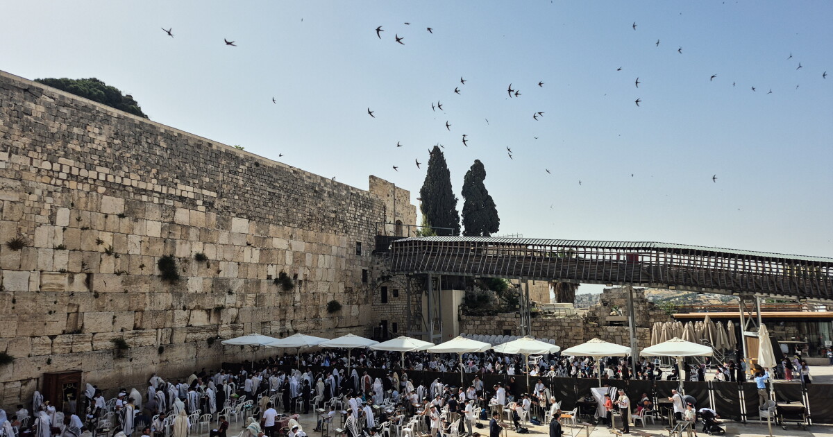 An Israeli paraglider tries to save migrating swifts that nest in the Western Wall