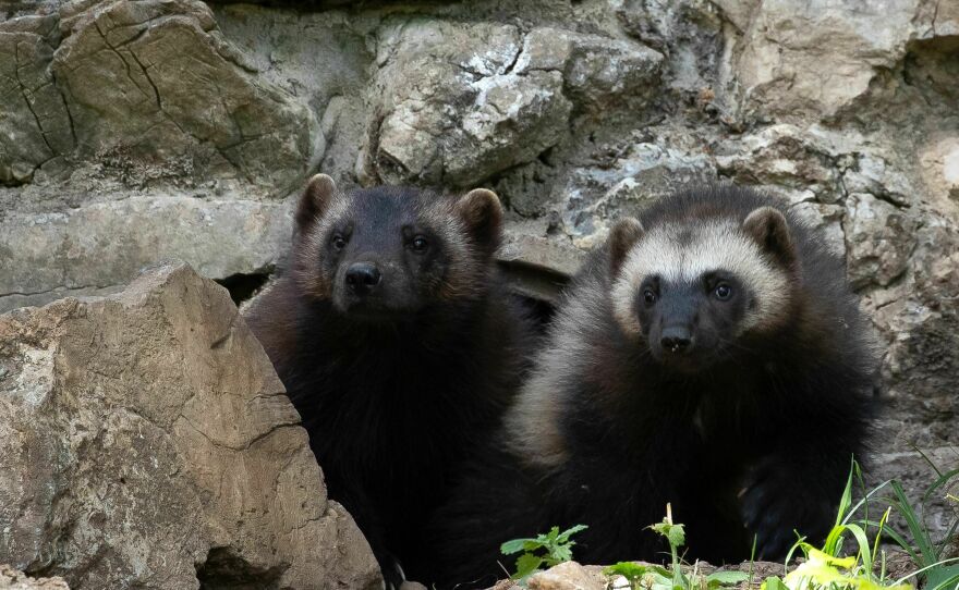 These two wolverine cubs live in a zoo in Belgium.