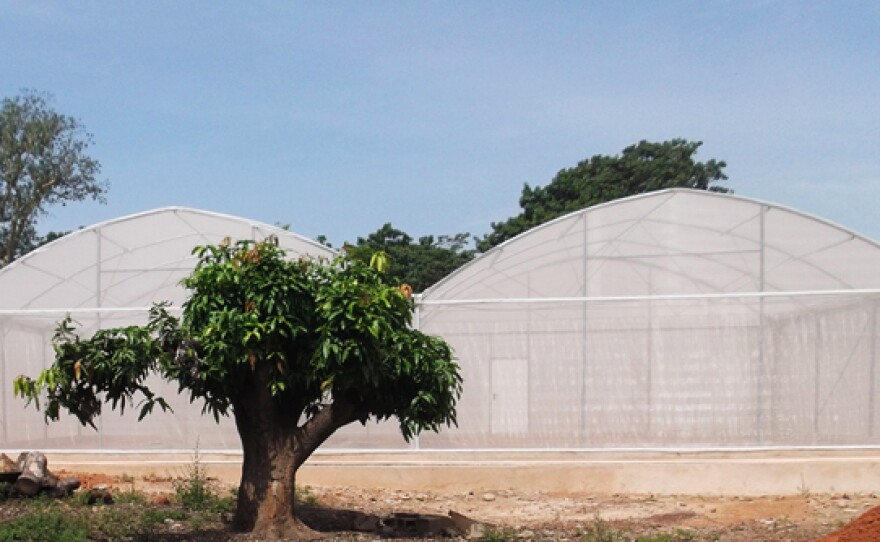 The scientists erected a "MosquitoSphere" in Burkina Faso to test the genetically modified fungus in something close to a natural setting. The structure resembles a large greenhouse, with walls made of mosquito netting. Inside are six compartments, including four designed to resemble typical huts in the region.