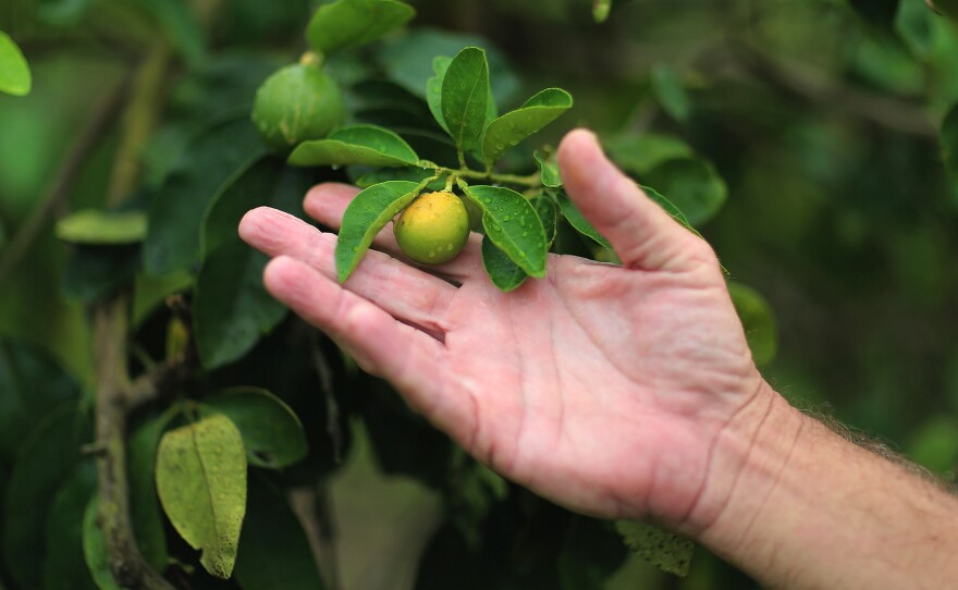 Guy Davies, an inspector of the Florida Division of Plant Industry, holds an orange that is showing signs of "citrus greening" disease. It's caused by an insect that carries the bacterium causing the disease.