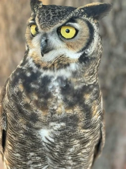 Great Horned Owl