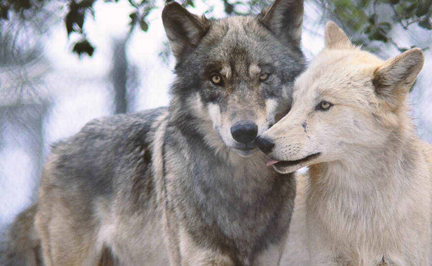 Two wolves walk together in Julian's California Wolf Center in this undated photo.