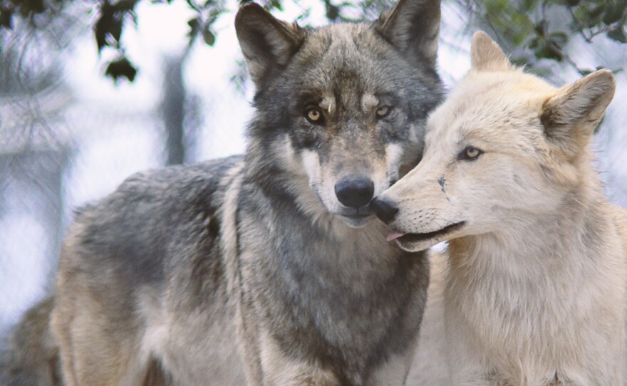 Two wolves walk together in Julian's California Wolf Center in this undated photo. 