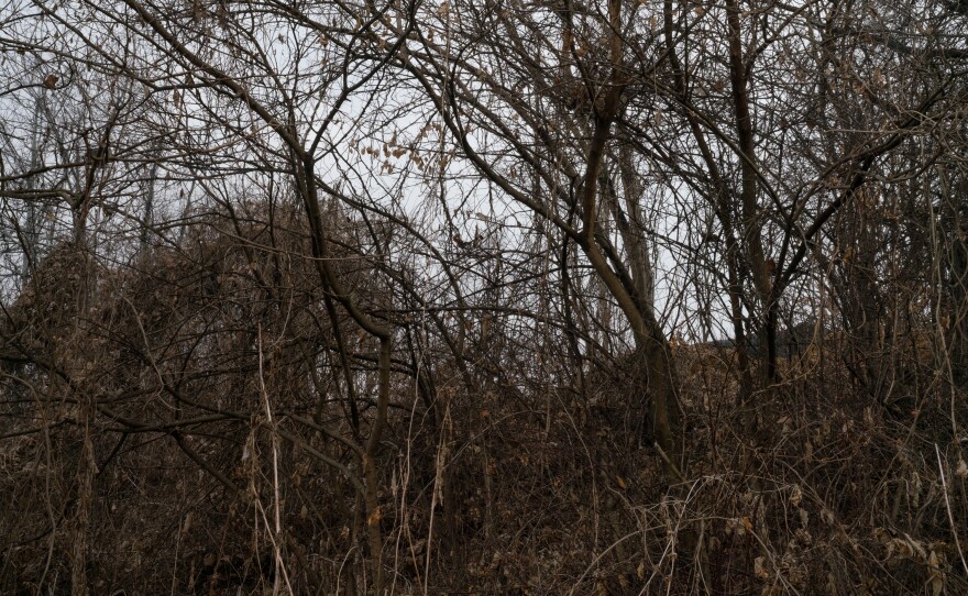 A tangle of trees grows wild in the Civilian Control Zone.