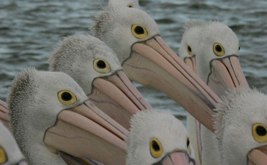 Group of pelicans.
