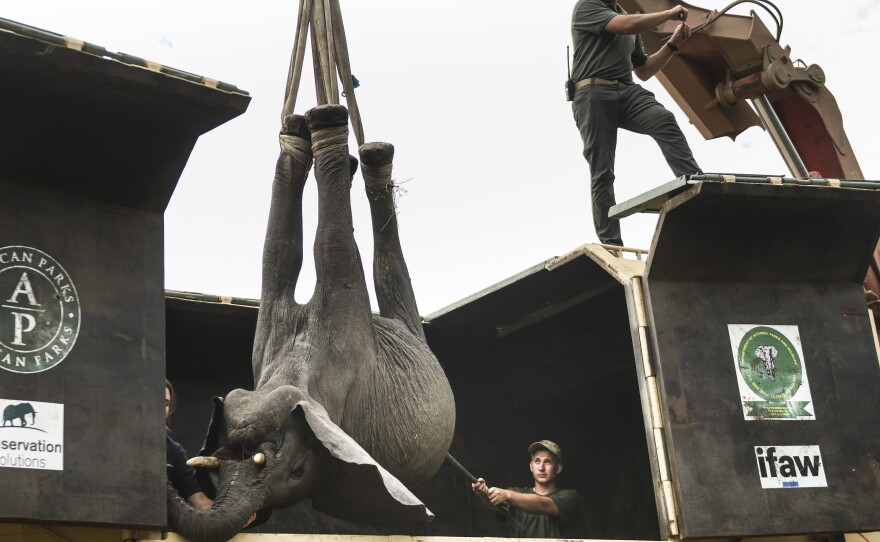 An elephant is hoisted into a transport vehicle at the Liwonde National Park in southern Malawi on Sunday.